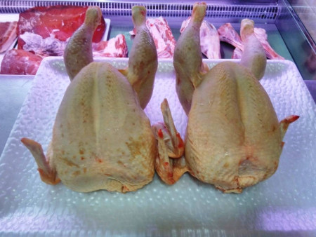 Pollo