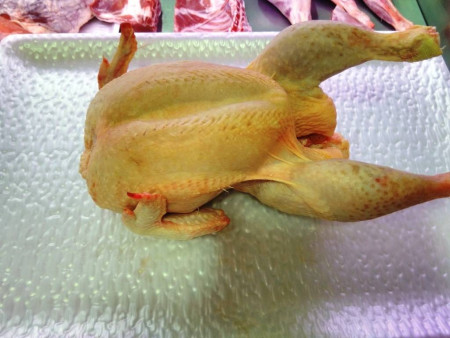 Pollo