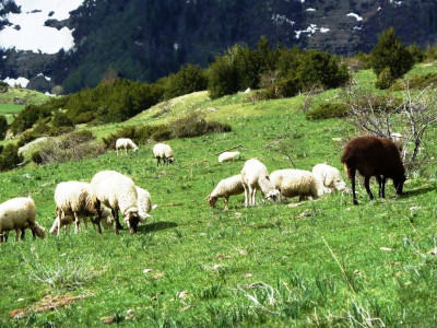 Chuletas de pierna