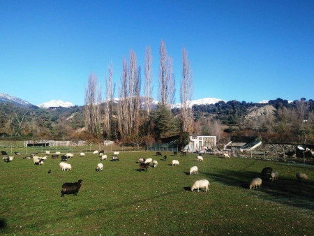 Cordero de Modesto